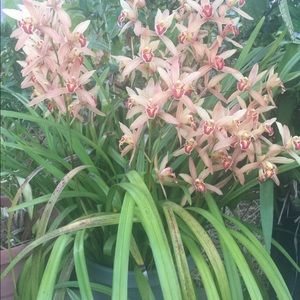 Meet your Posher, Jeslie